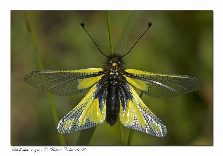 Libelloides latinus et coccajus (Planipennia, Ascalaphidae)